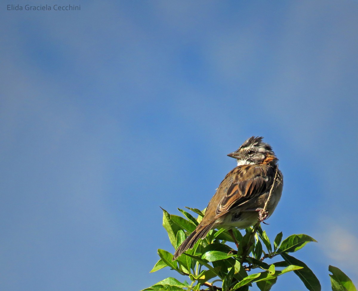 Rufous-collared Sparrow - ML94140211
