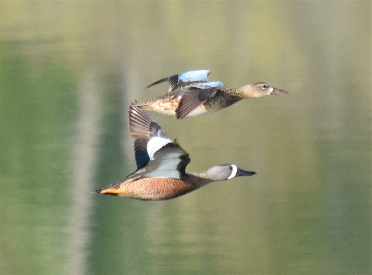 Blue-winged Teal - ML94140241