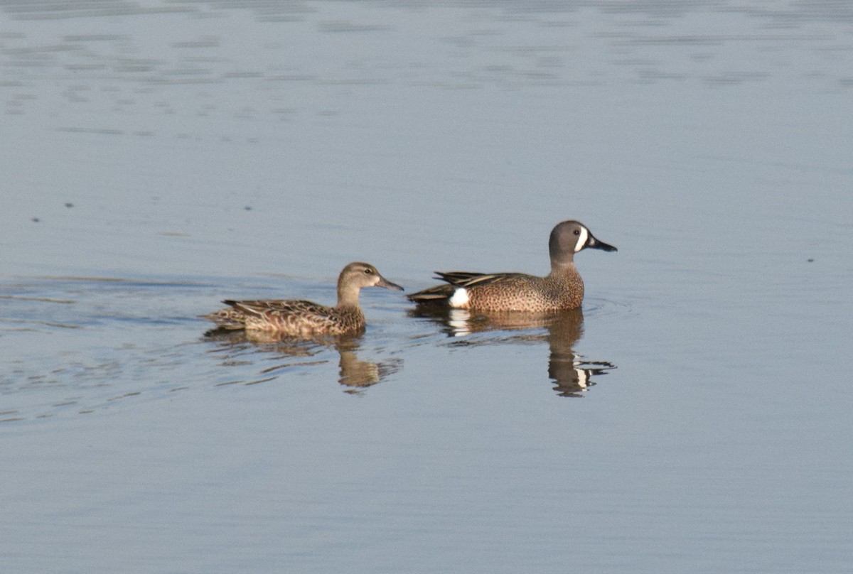 Blue-winged Teal - ML94140251