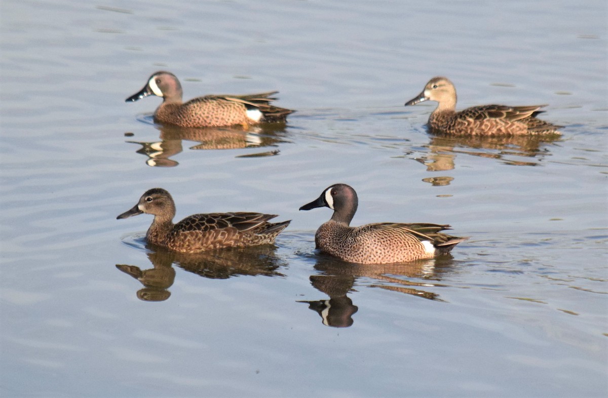 Blue-winged Teal - ML94140271