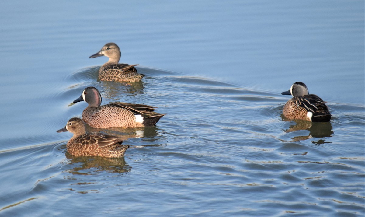 Blue-winged Teal - ML94140291