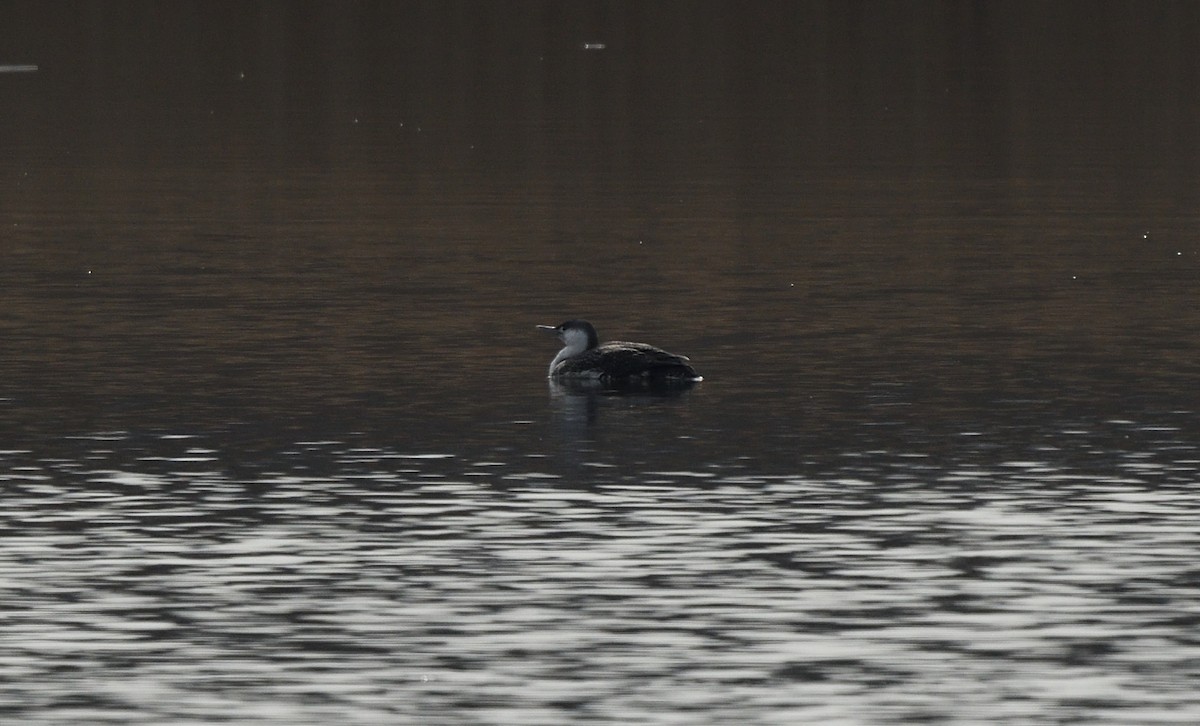 Red-throated Loon - ML94140341