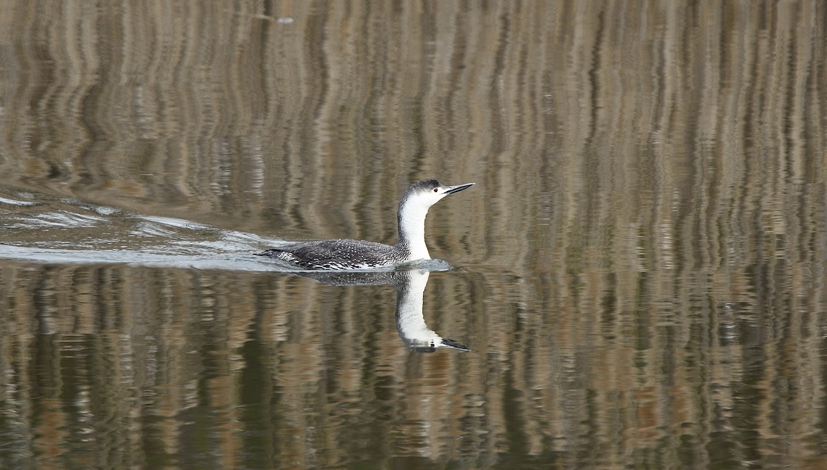 Red-throated Loon - ML94140381