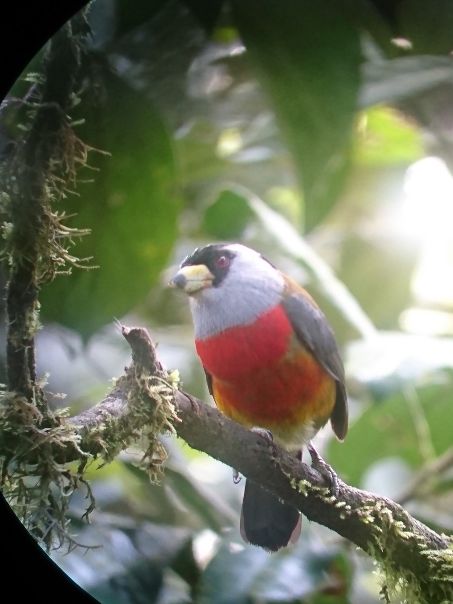 Toucan Barbet - ML94141931