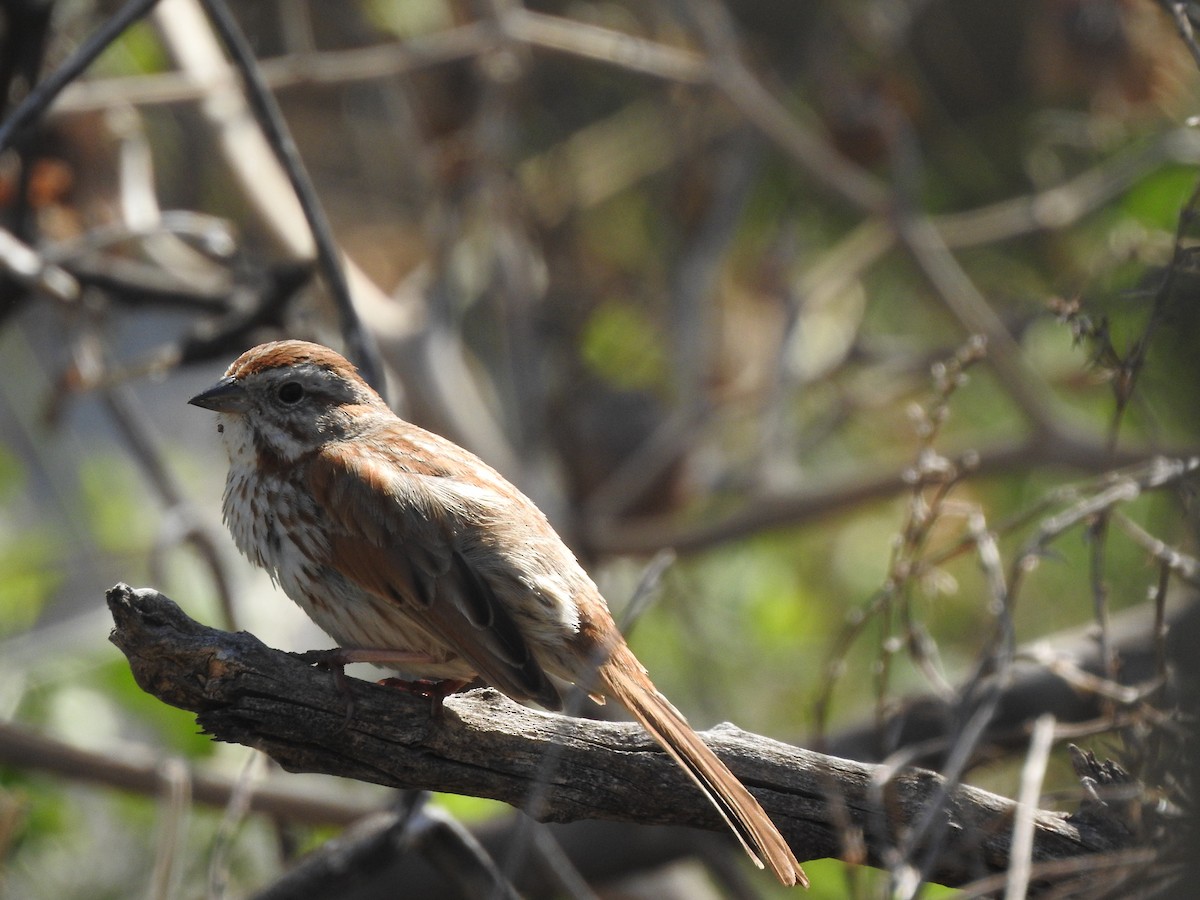 Song Sparrow - Monte Neate-Clegg