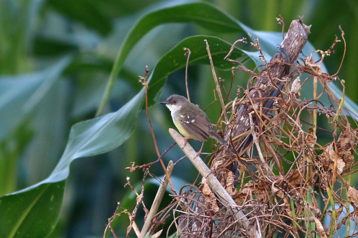 Bar-winged Prinia - ML94142911