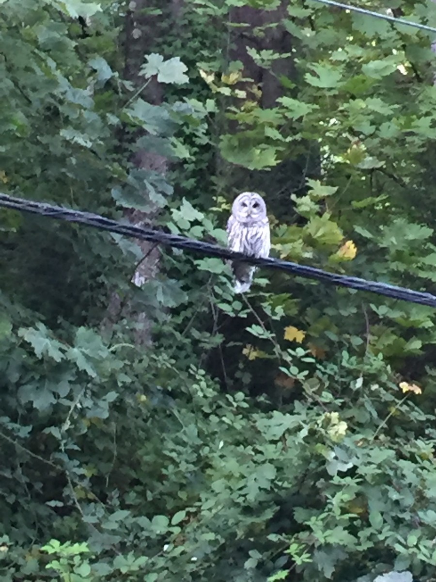 Barred Owl - ML94144021