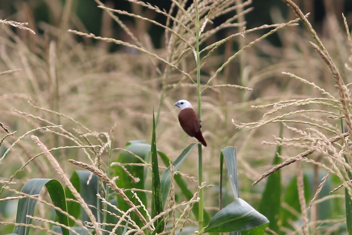 White-headed Munia - ML94145161