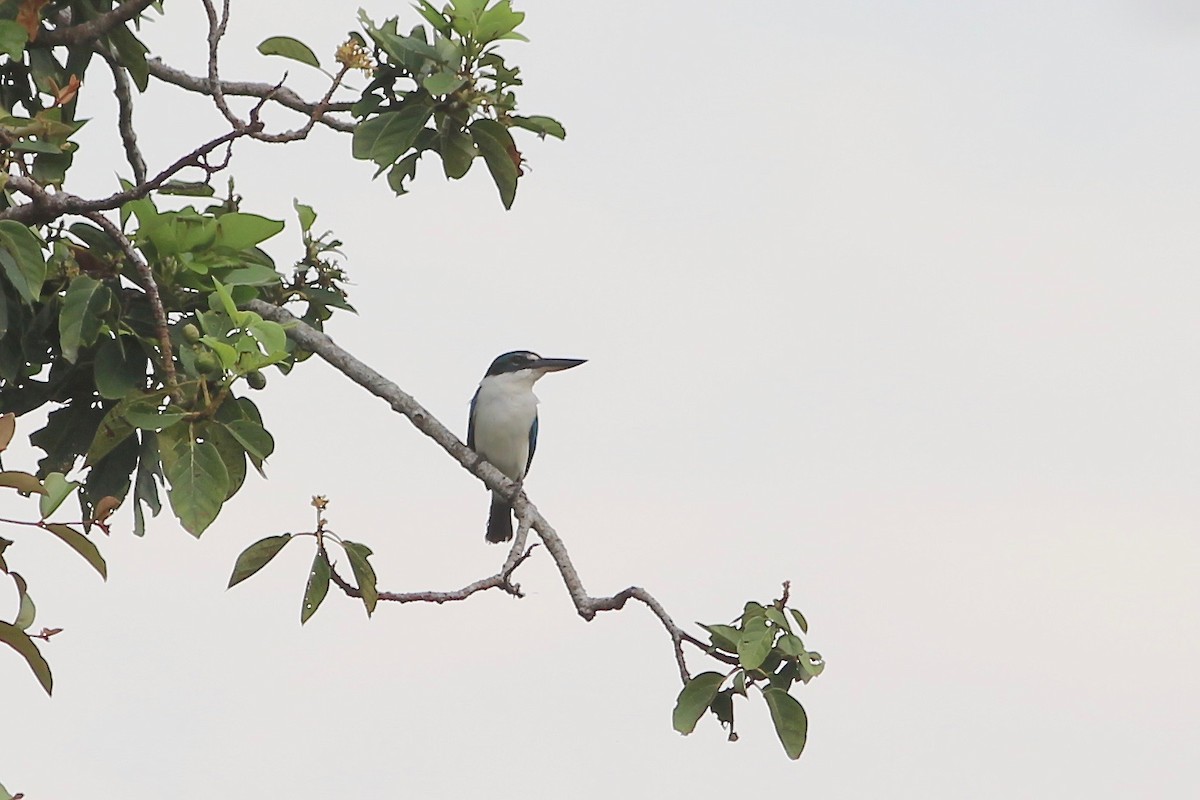 Collared Kingfisher - ML94145231