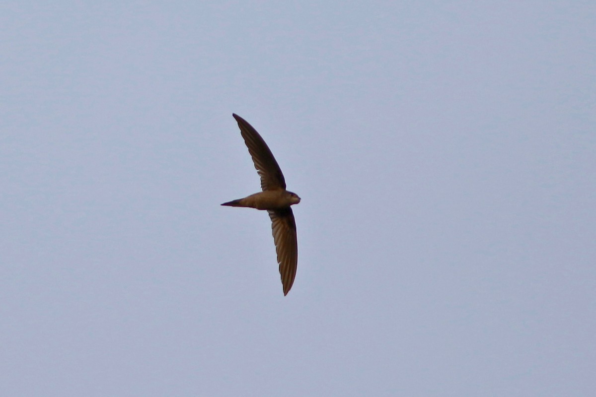 Asian Palm Swift - ML94145341