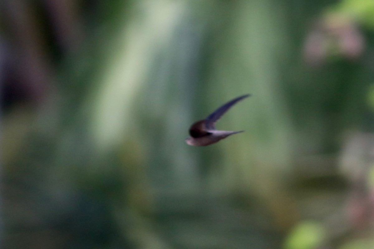 Asian Palm Swift - ML94145451