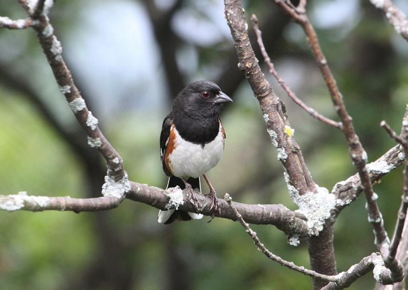 Eastern Towhee - ML94146251