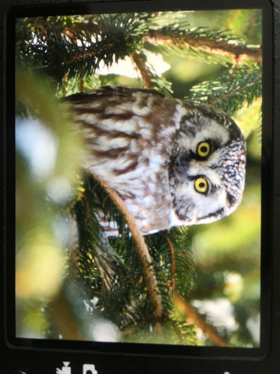 Boreal Owl - ML94147741