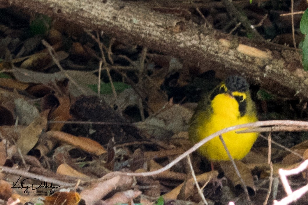 Kentucky Warbler - Kathy Doddridge