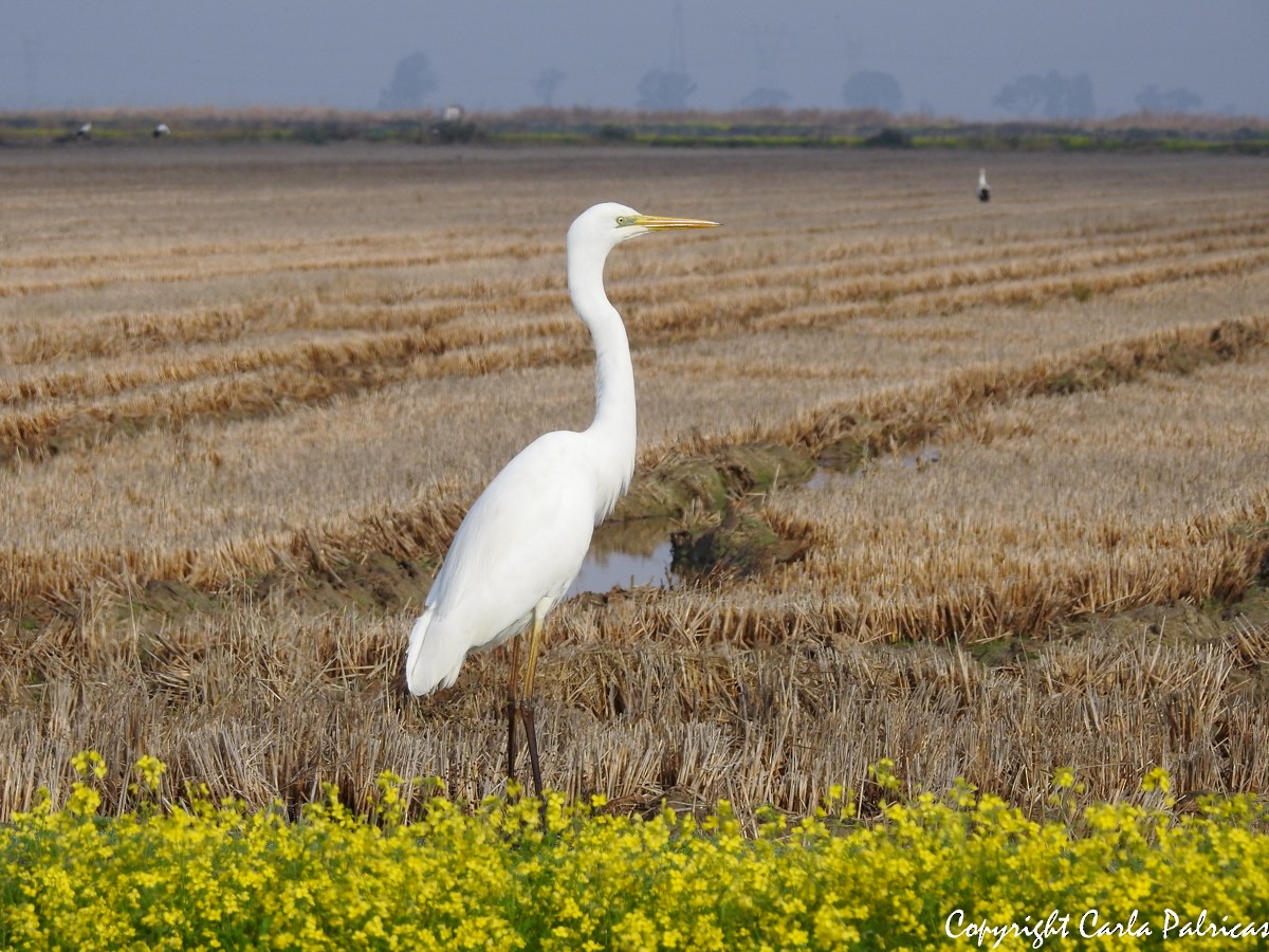 Great Egret - Carla Palricas