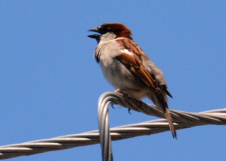 House Sparrow - ML94153351