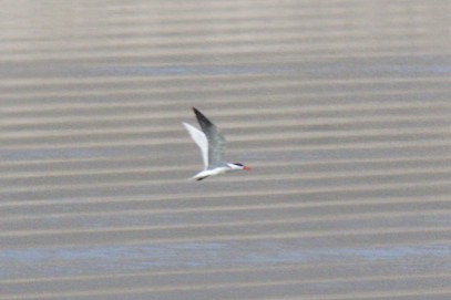 Caspian Tern - robert bowker
