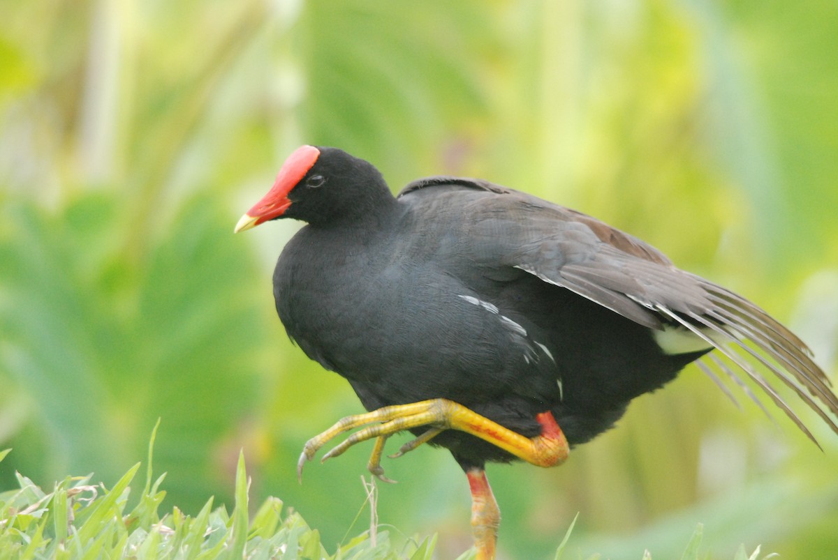 Common Gallinule - Marty O'Malley