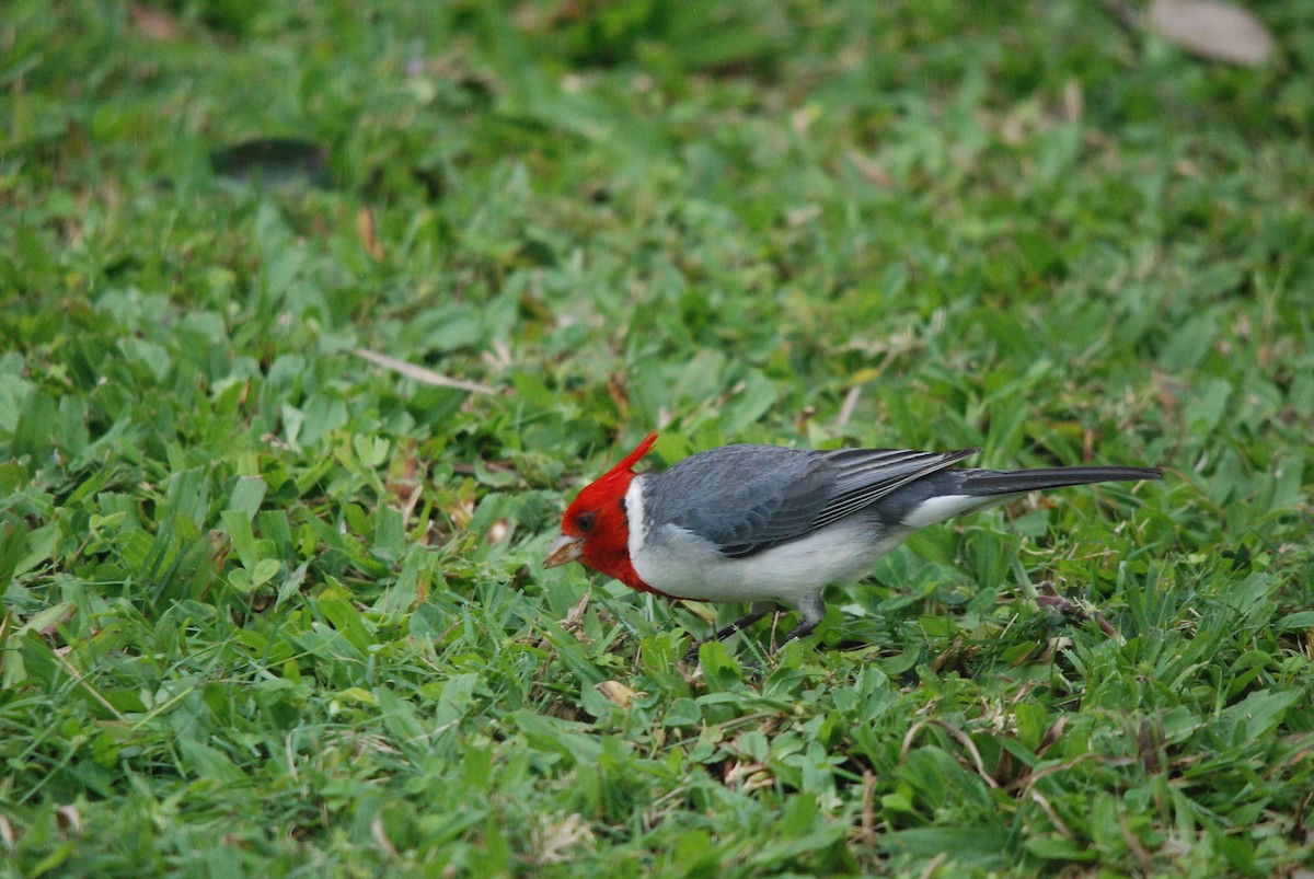 Red-crested Cardinal - Marty O'Malley