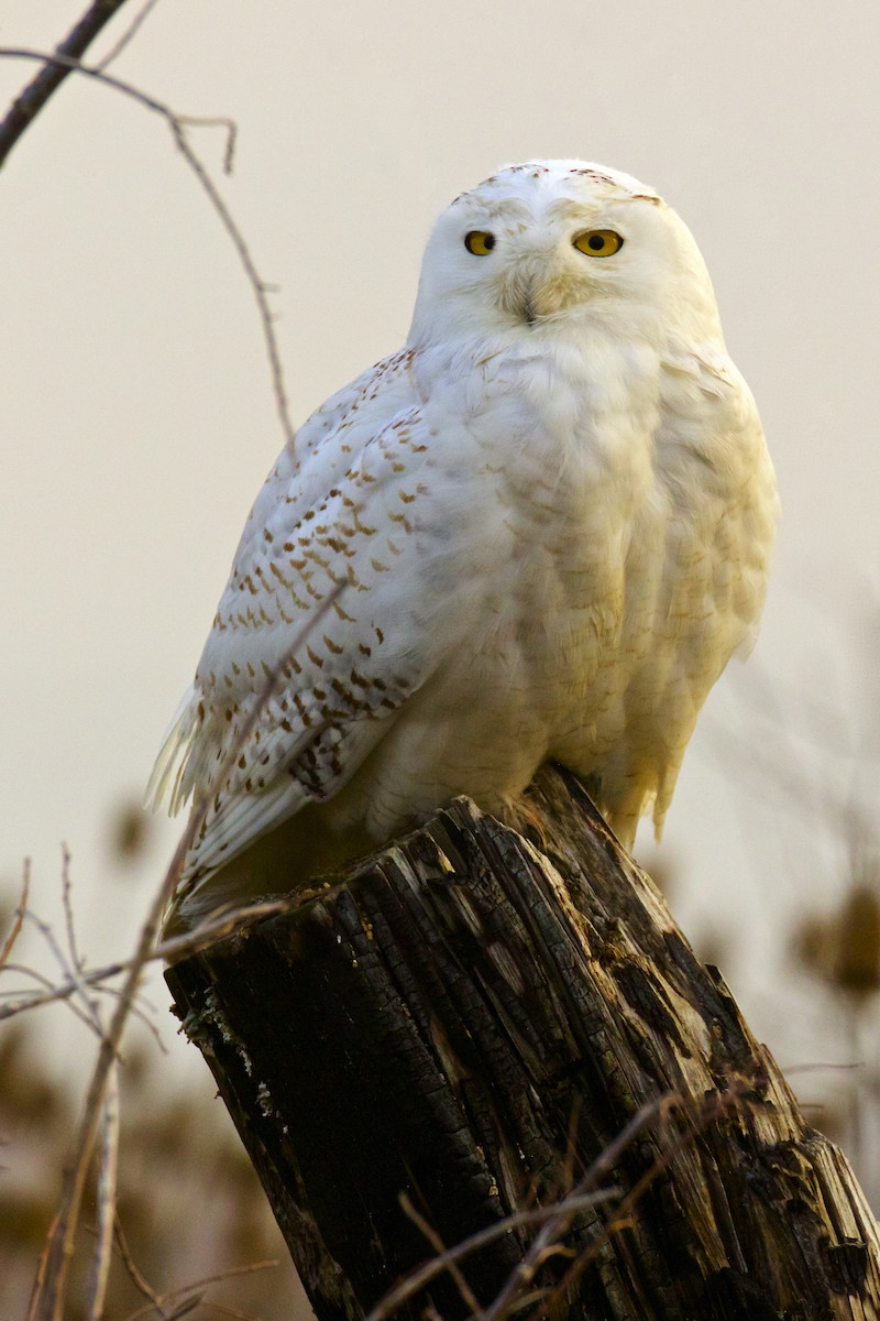 Snowy Owl - Dave Allen