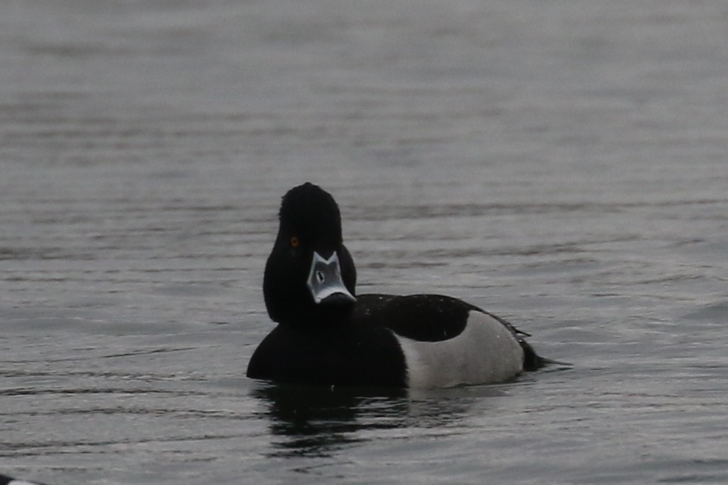 Ring-necked x Tufted Duck (hybrid) - Ingvar Atli Sigurðsson