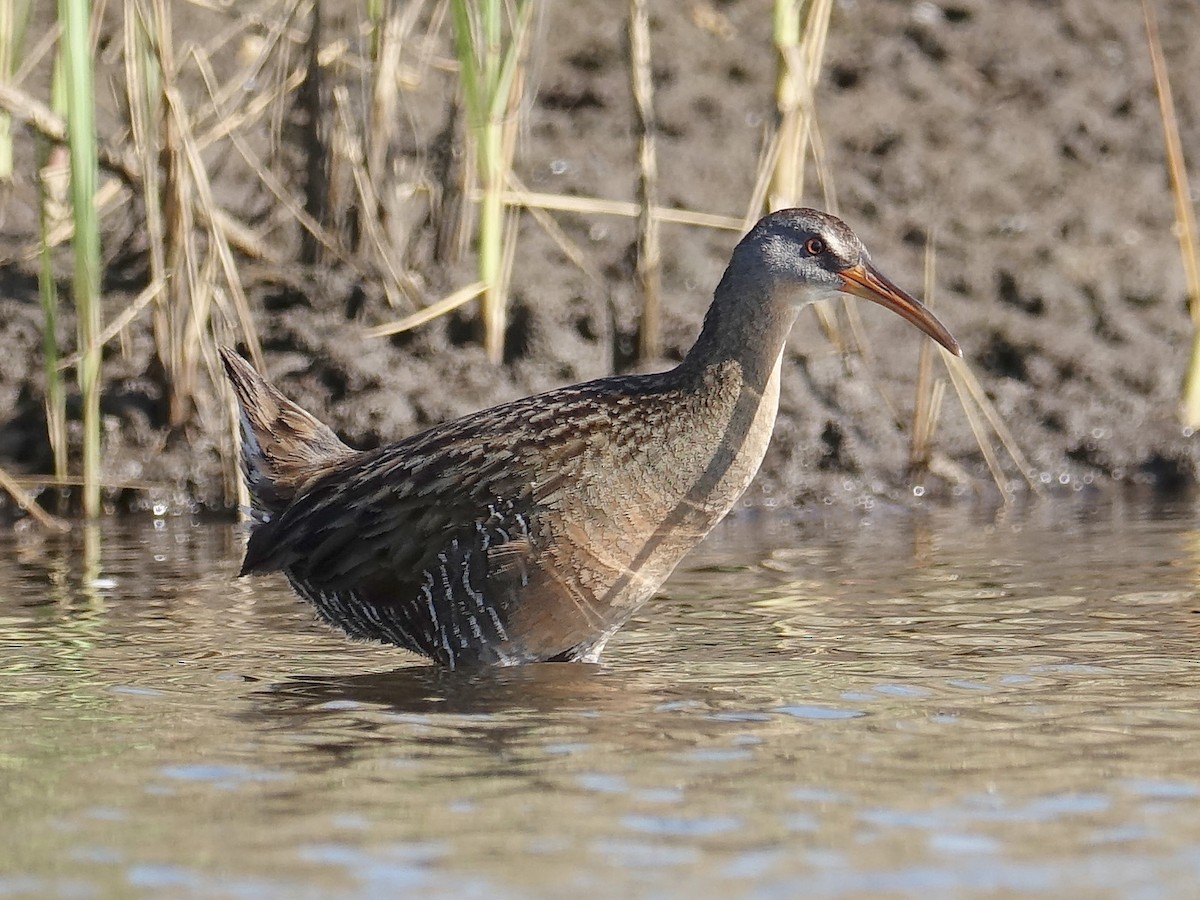 Clapper Rail - ML94159781