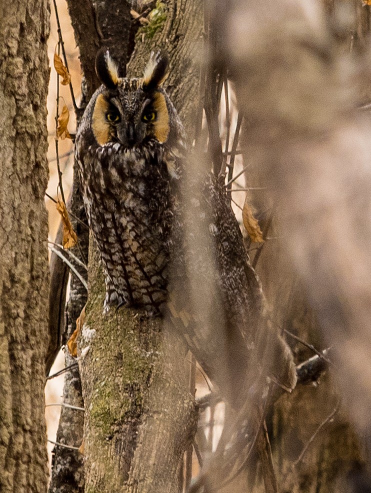 Long-eared Owl - ML94159901