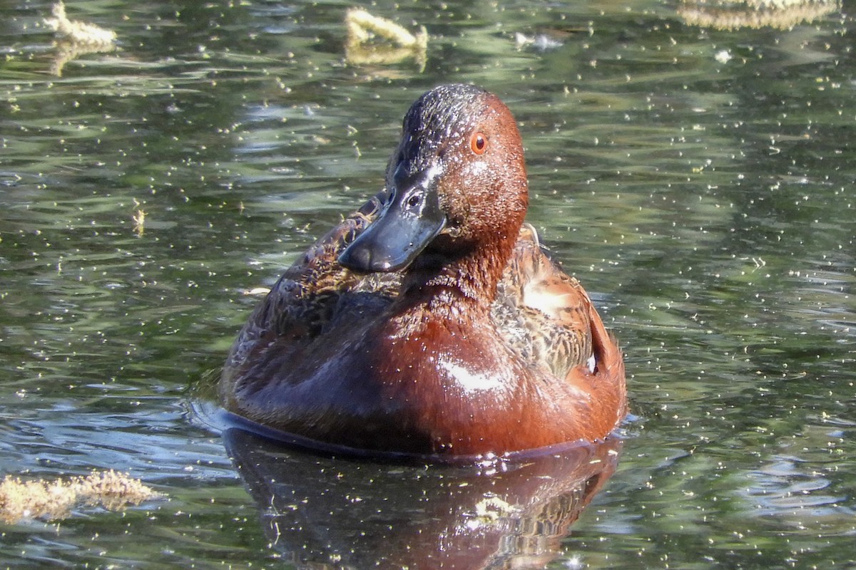 Cinnamon Teal - Susan Voelker