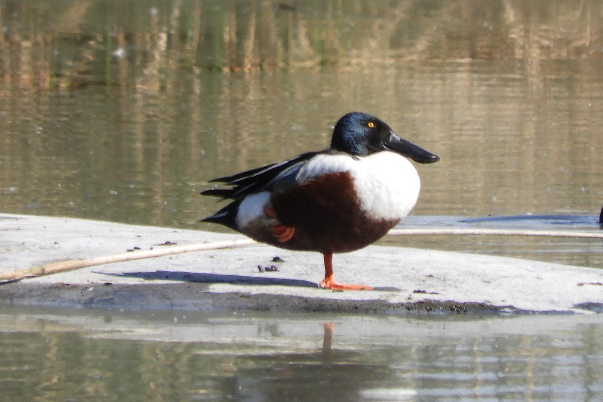 Northern Shoveler - ML94162211