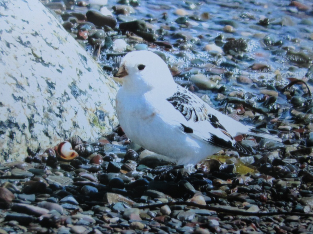 Snow Bunting - ML94162241