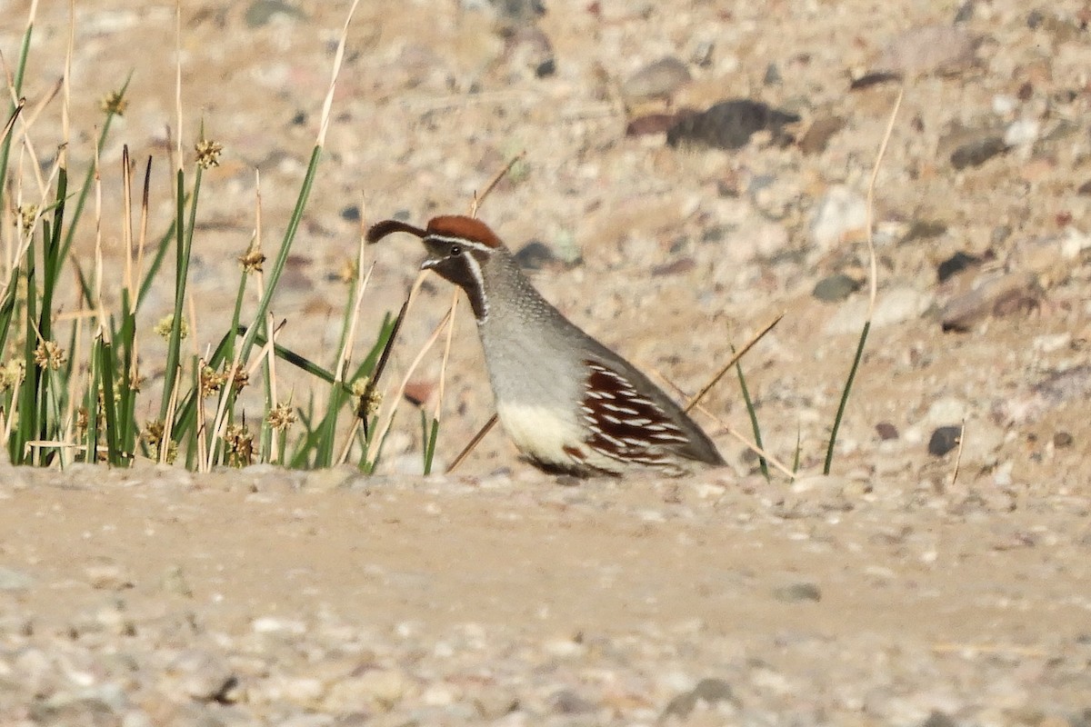 Gambel's Quail - ML94162401