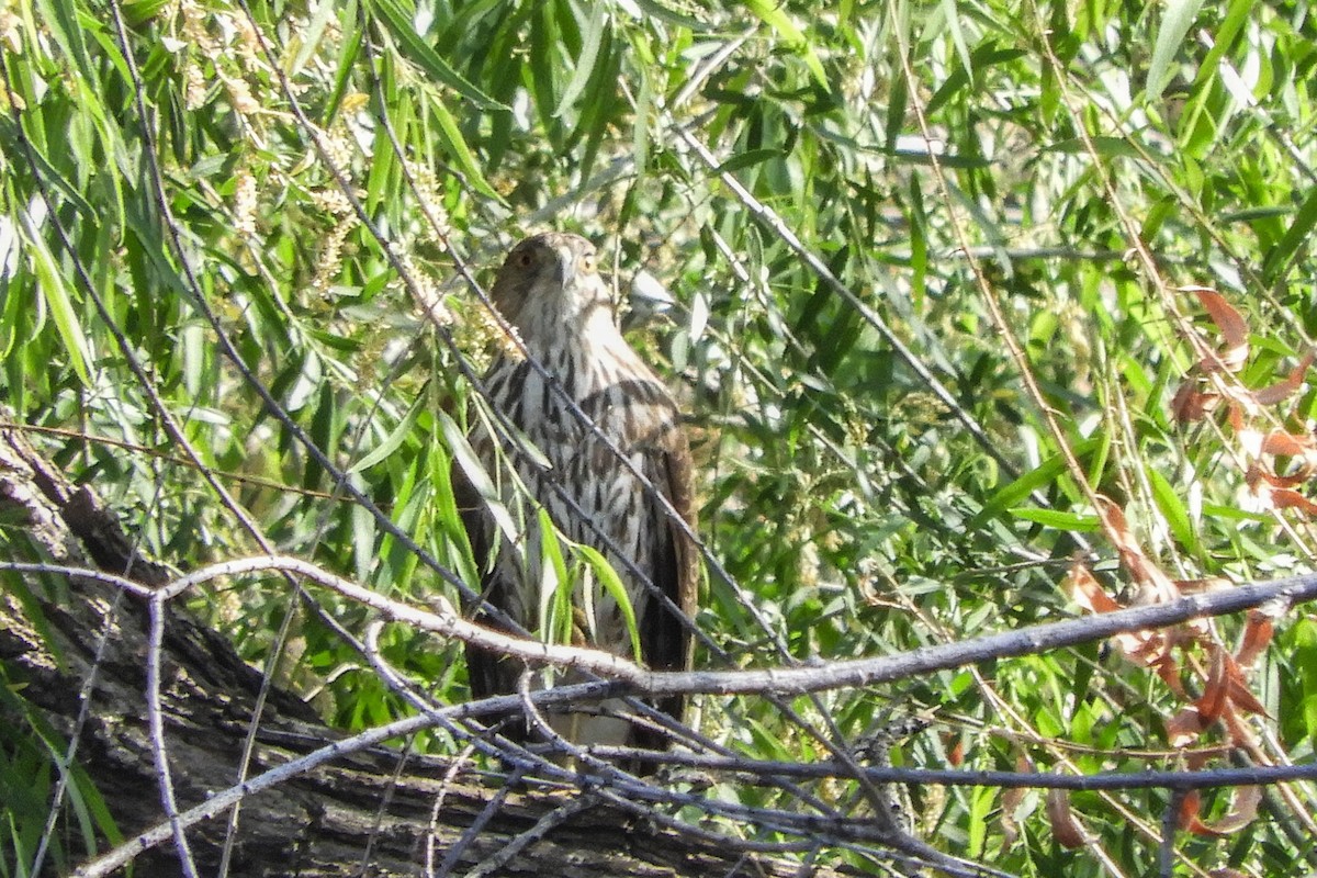 Cooper's Hawk - ML94162521