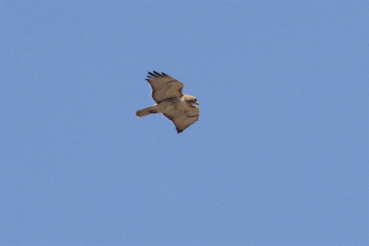 Red-tailed Hawk - ML94162661