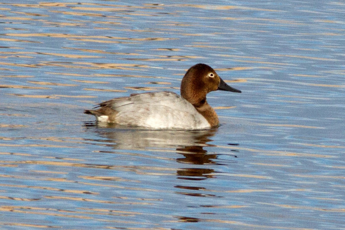 Canvasback - ML94163061