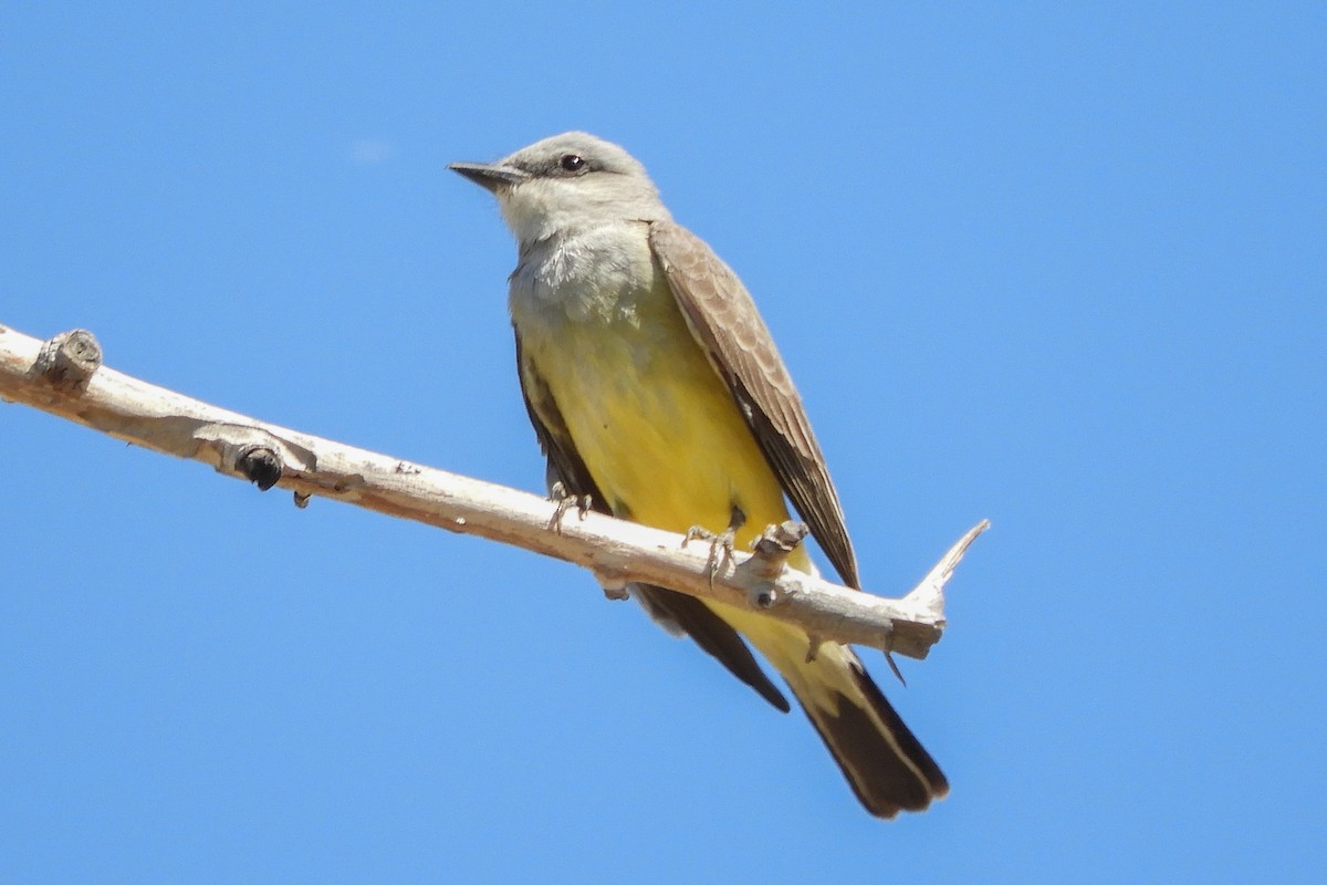 Western Kingbird - ML94163111