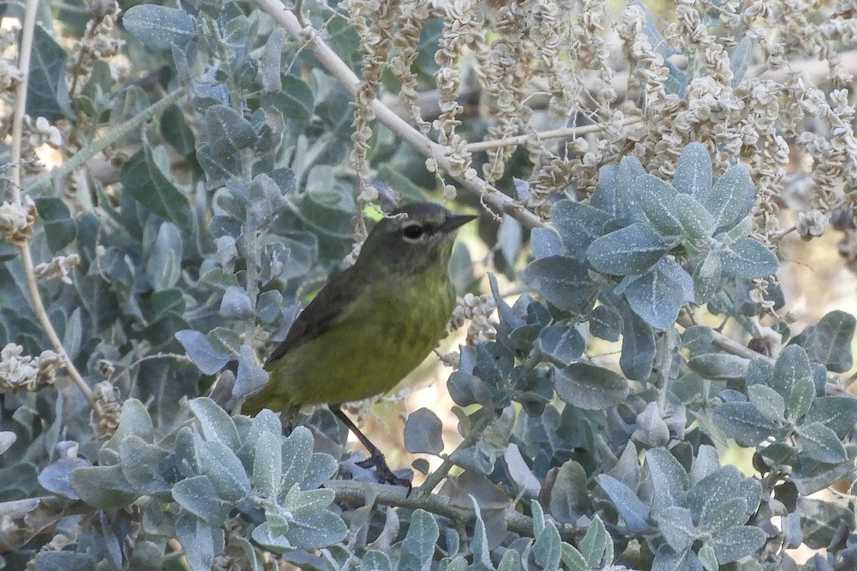 Orange-crowned Warbler - ML94163201