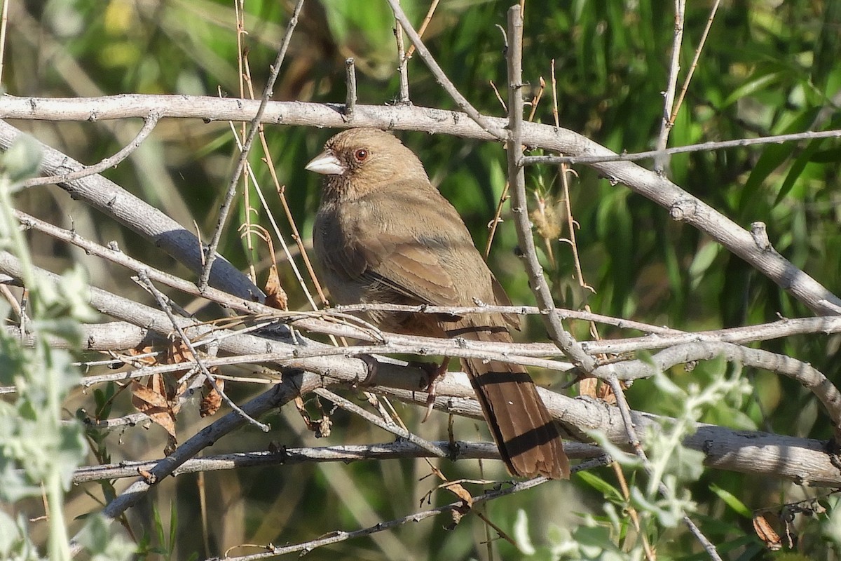 Abert's Towhee - ML94163421