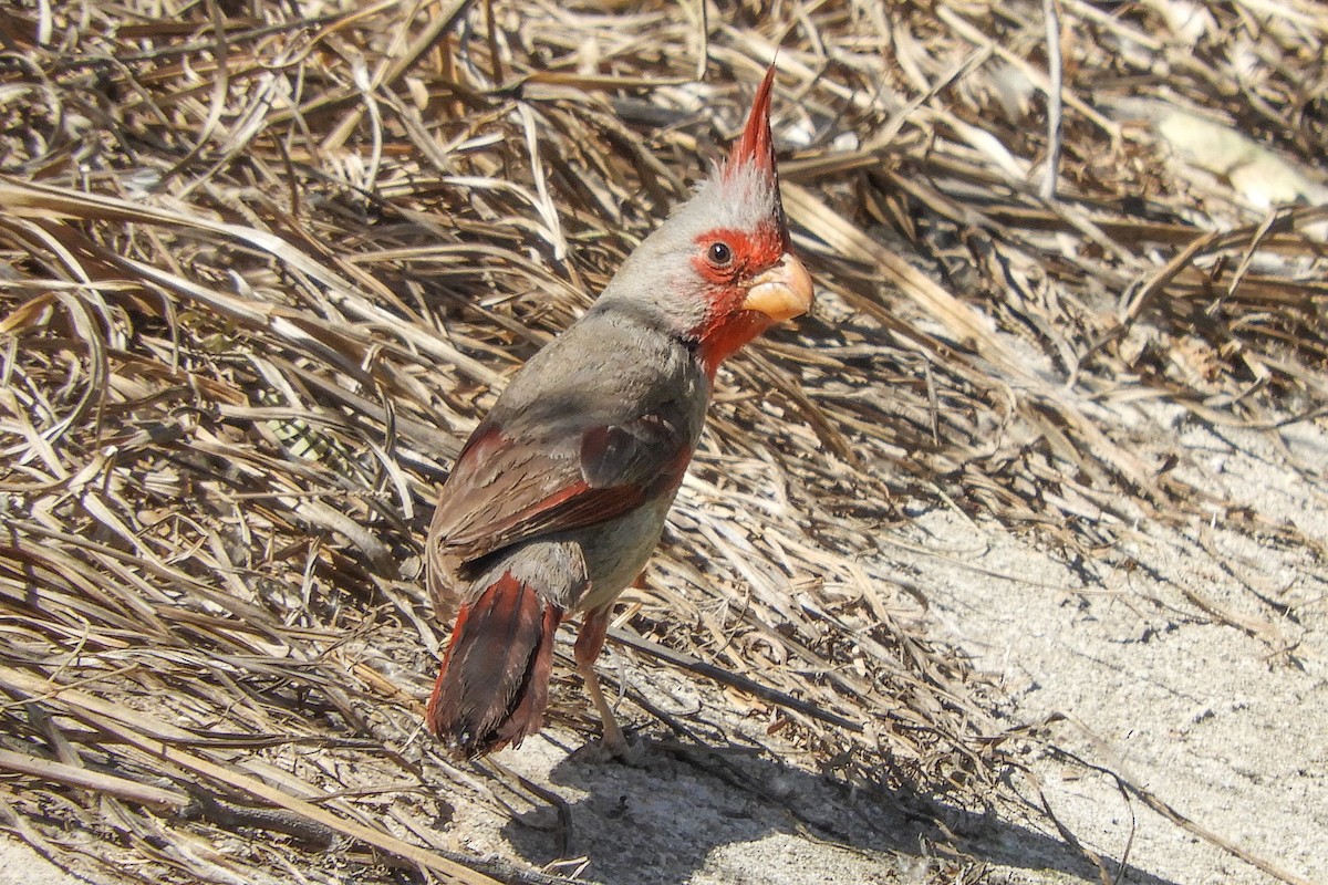 Pyrrhuloxia - ML94163461