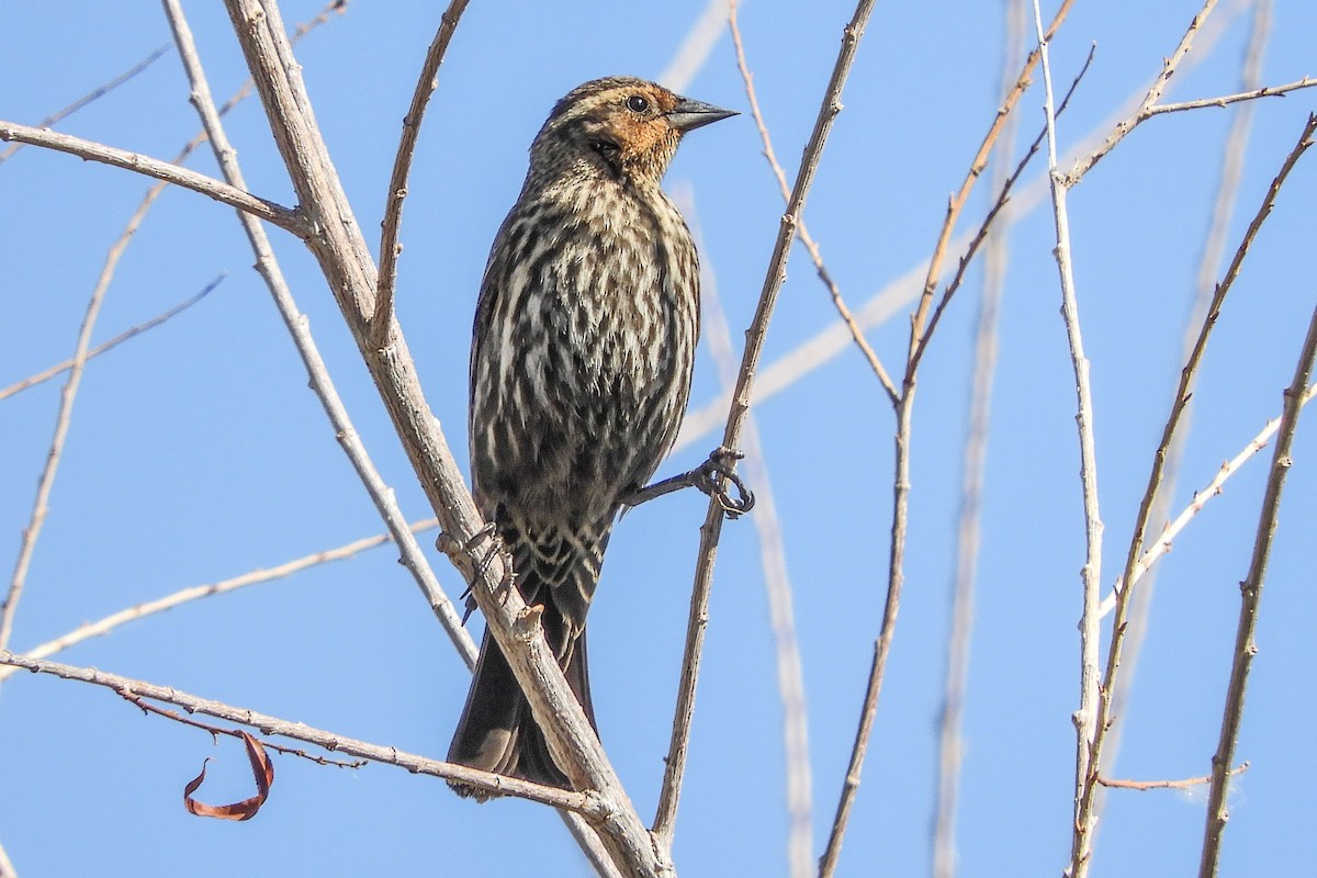 Red-winged Blackbird - ML94163541