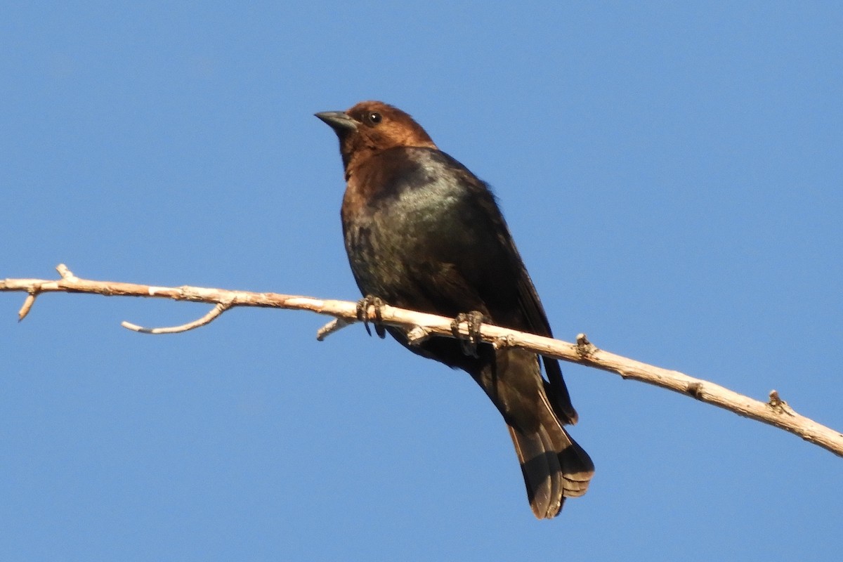 Brown-headed Cowbird - ML94164031