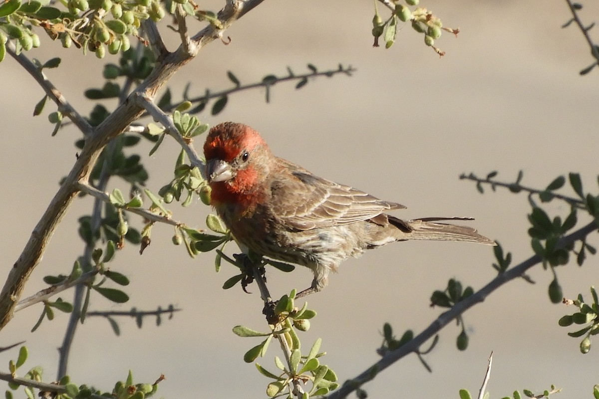 House Finch - ML94164121