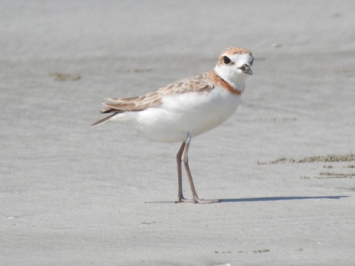 Malaysian Plover - ML94164251