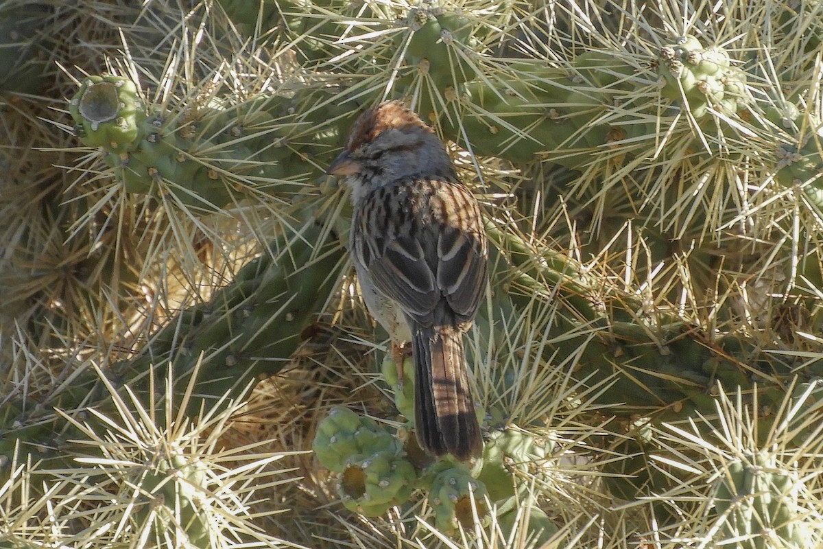 Rufous-winged Sparrow - ML94164341