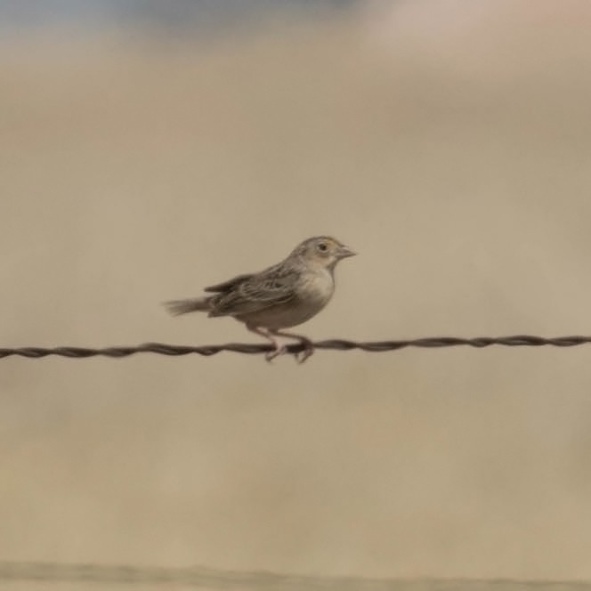 Grasshopper Sparrow - ML94165891