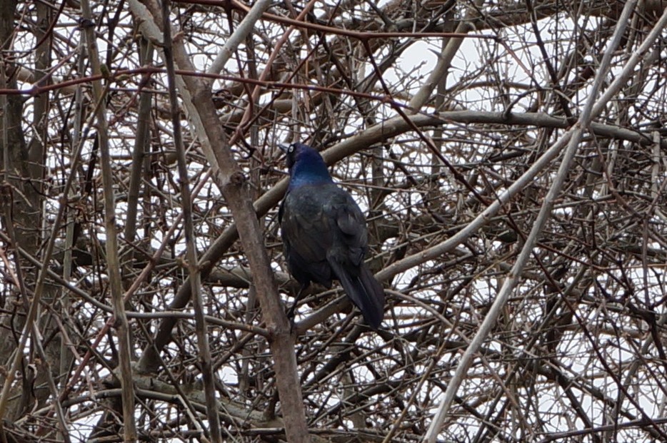 Common Grackle - ML94166621