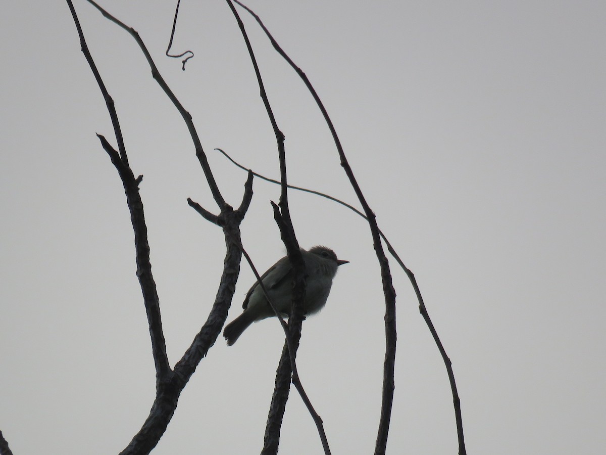 Northern Beardless-Tyrannulet - ML94166911