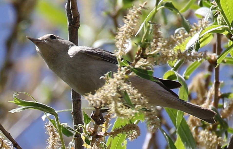 Lucy's Warbler - ML94168151