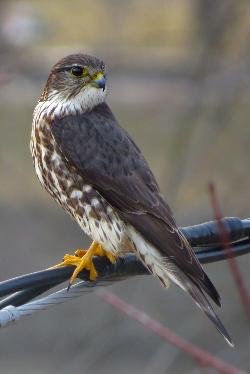 Merlin (Taiga) - Andrew Bendall