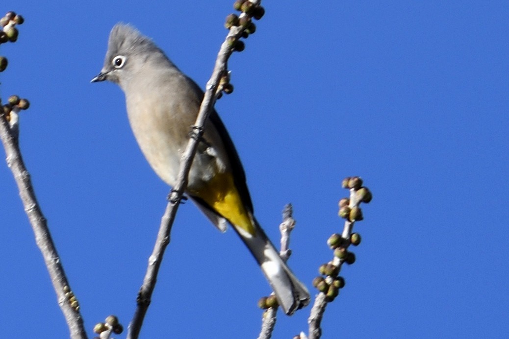 Gray Silky-flycatcher - John Doty