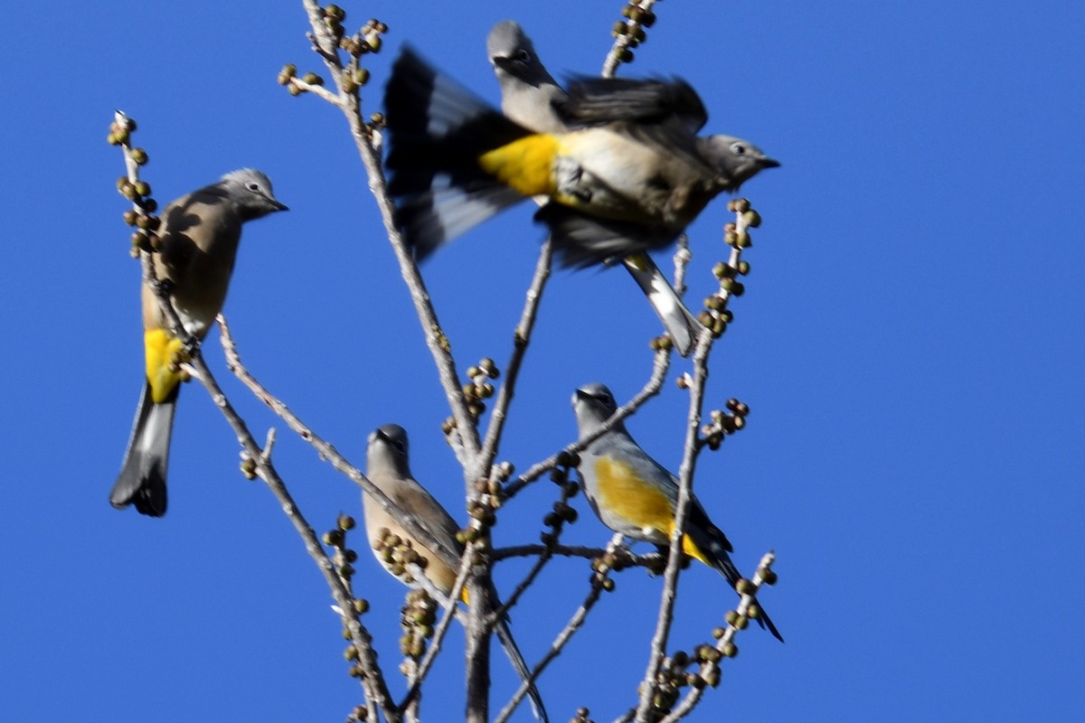 Gray Silky-flycatcher - John Doty